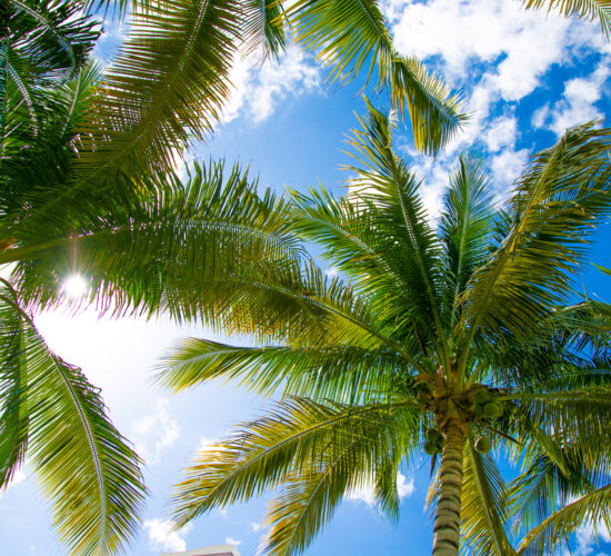 Palm trees swaying in the breeze on a serene beach in Nassau Bahamas.