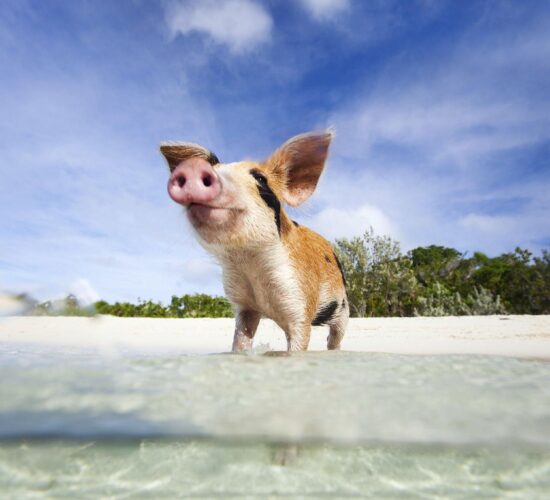 Adorable baby pig playing on the beach at Rose Island Bahamas.