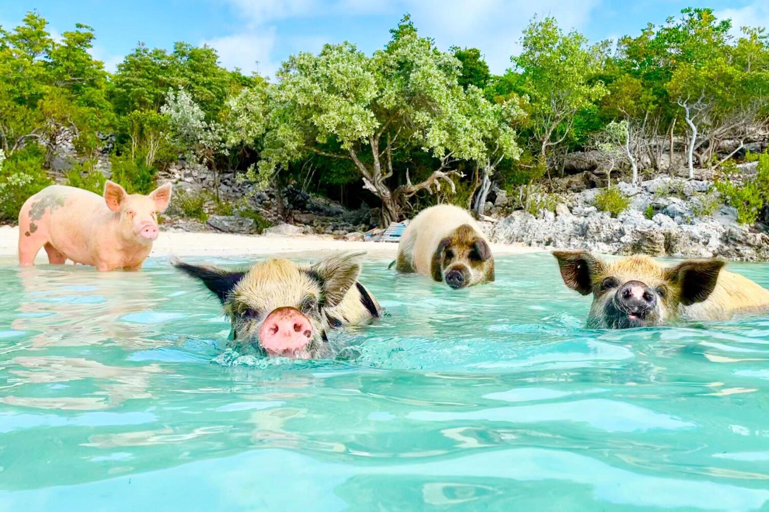 Swimming pigs at a Nassau Bahamas beach, part of a Rose Island tour.
