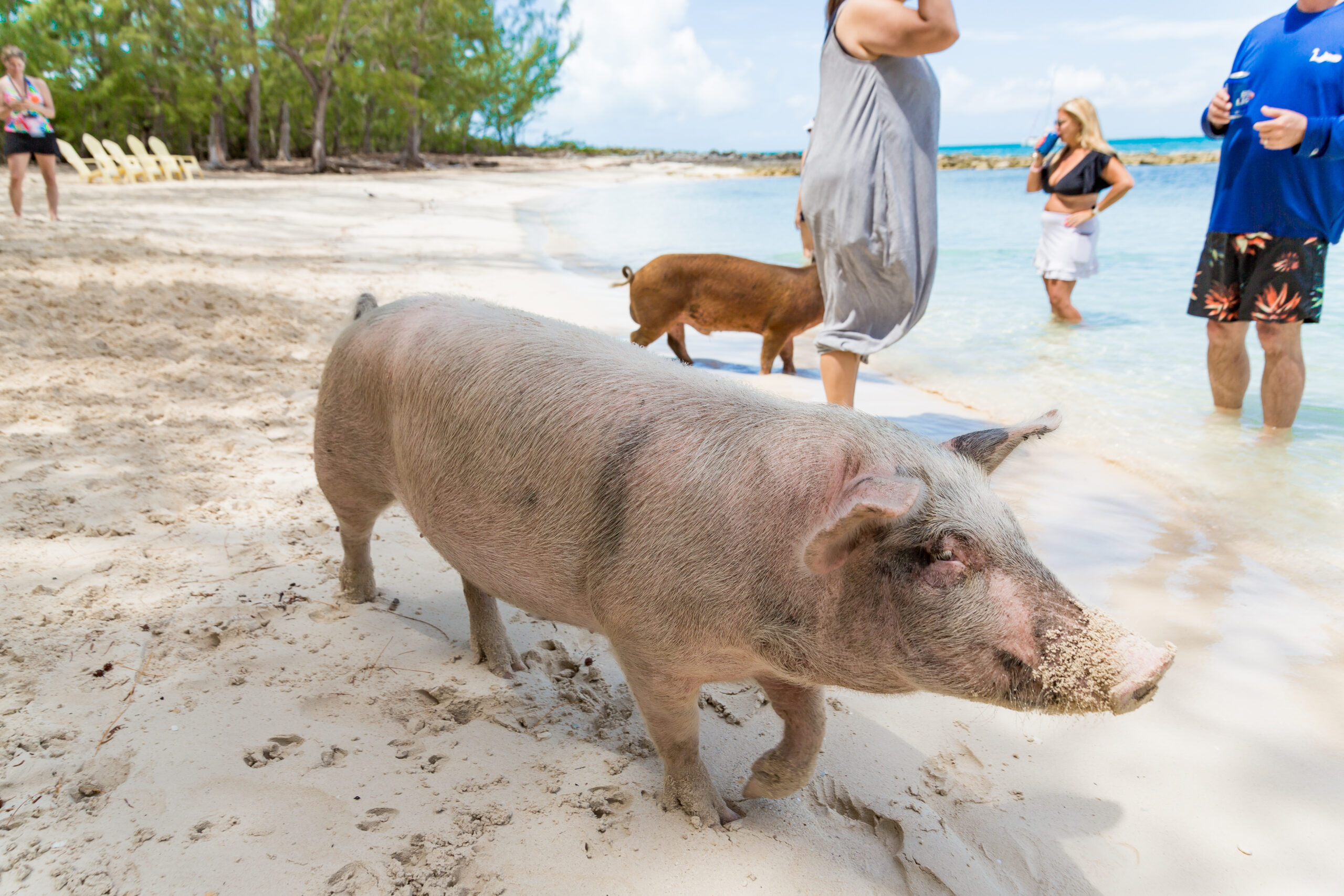 Rose Island Swimming with Pigs Tour in Nassau, Bahamas