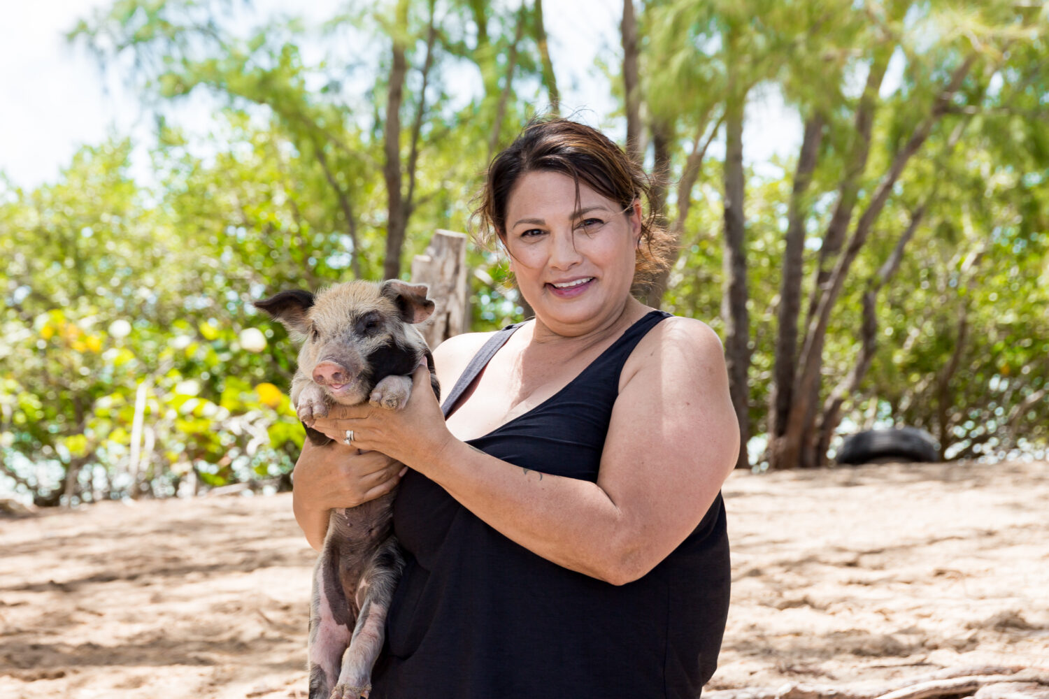 Rose Island tour from Nassau with swimming pigs on the beach.