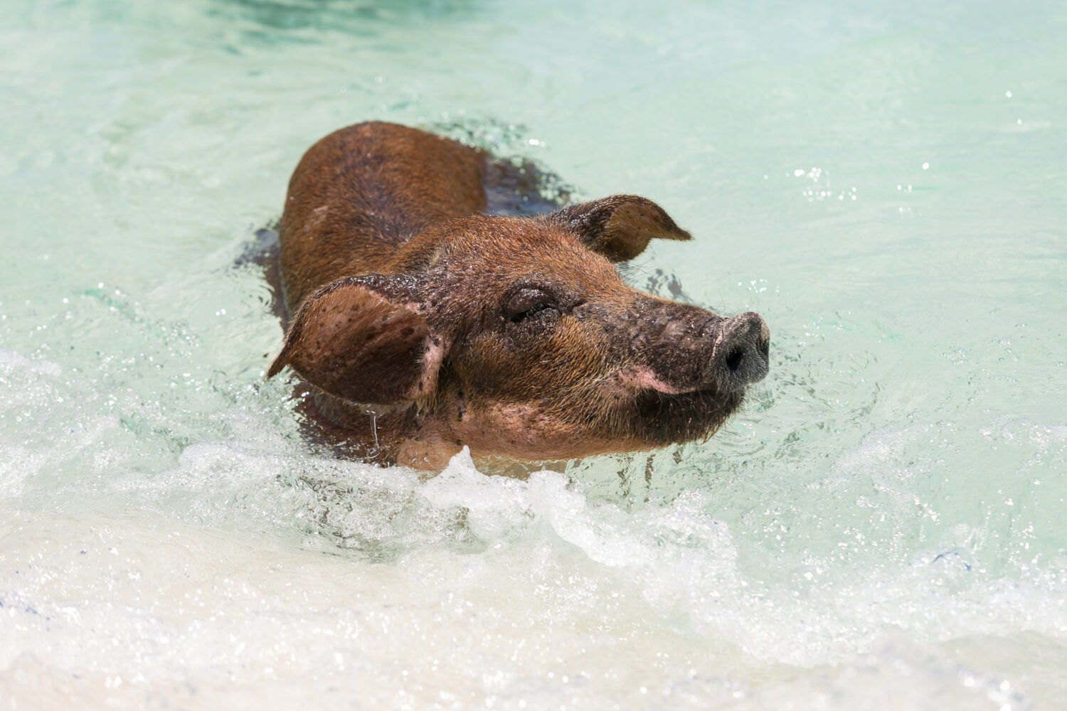 Unique Rose Island Bahamas tour with swimming pigs in clear waters.