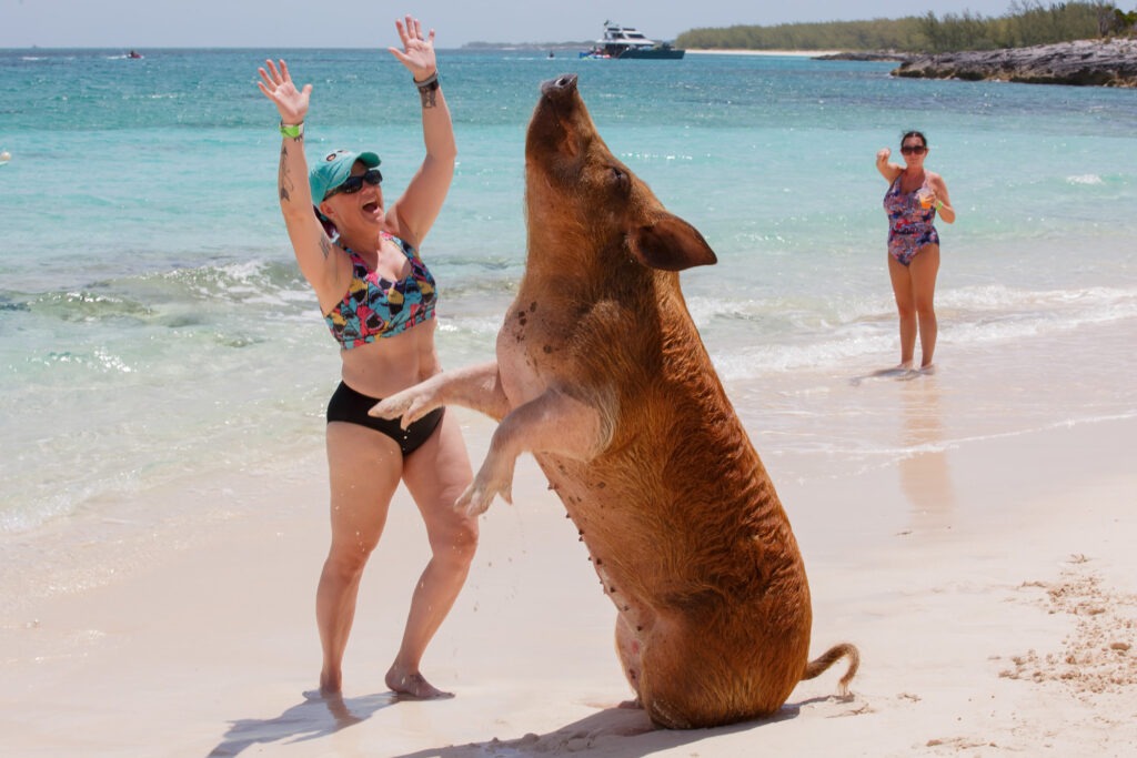Swimming with Pigs Tour