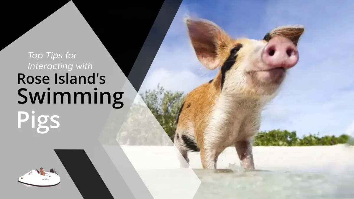 What are the Top Tips for Interacting with Rose Island Pigs