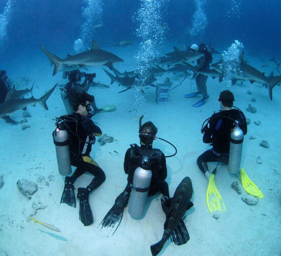 Stuart Cove's Dive Bahamas offers the best snorkeling in Nassau