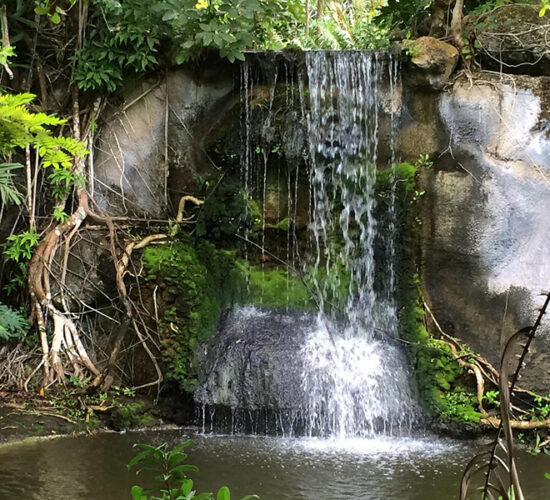 The Garden of the Groves in the Bahamas, featuring lush greenery.