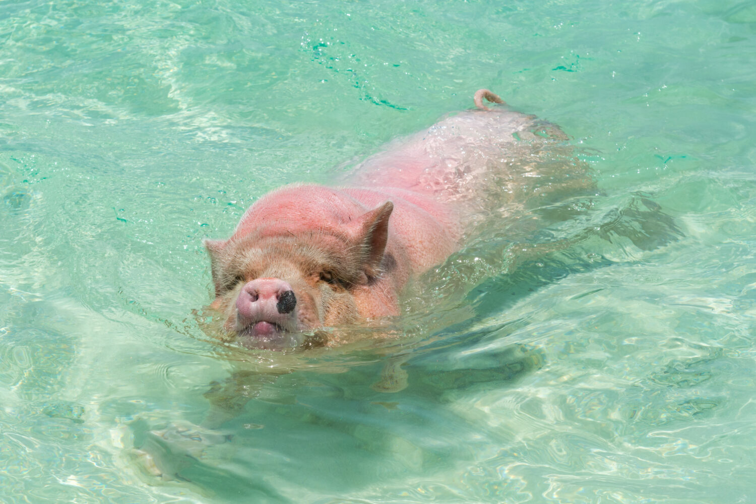 Enjoy the famous swimming pigs on a Rose Island tour from Nassau.