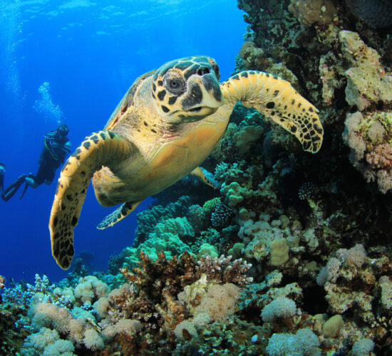 Tortoise swimming gracefully in the clear waters of Nassau Bahamas.