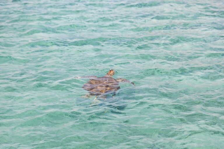 Wild green sea turtle swimming in the clear waters of Green Cay near Nassau, Bahamas