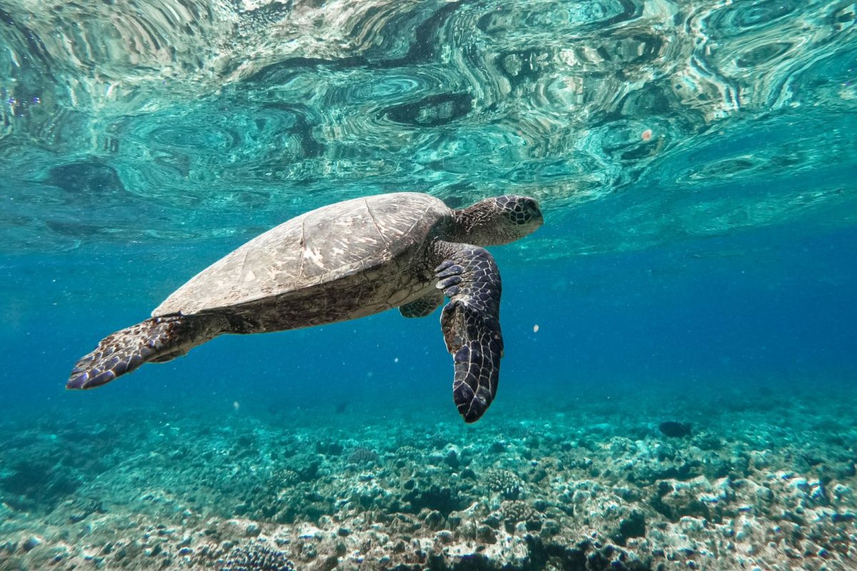 Sea turtle swimming at Green Cay near Nassau Bahamas