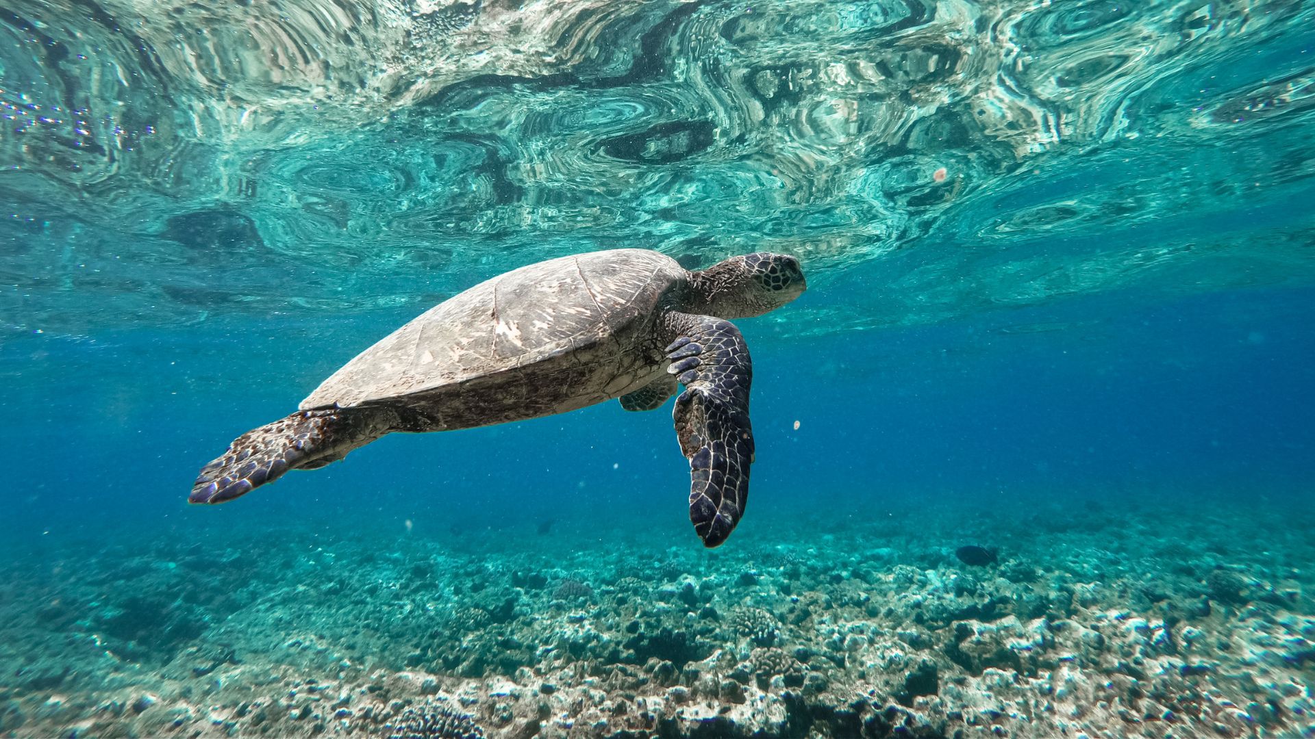 Sea turtle swimming at Green Cay near Nassau Bahamas