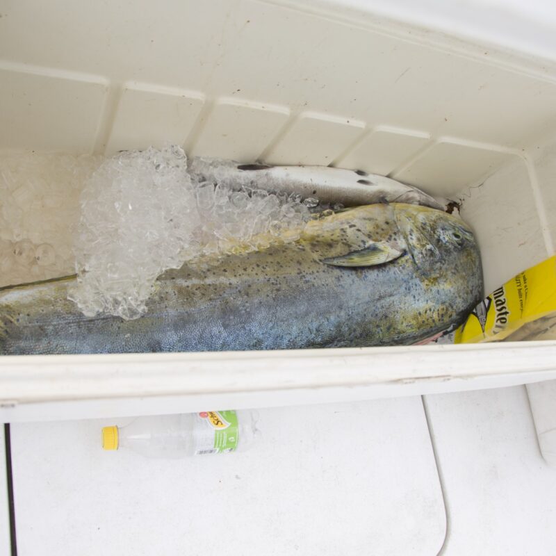 BVS201704031627329704