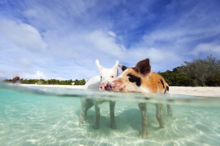 Swimming pigs Nassau Bahamas Rose Island clear water