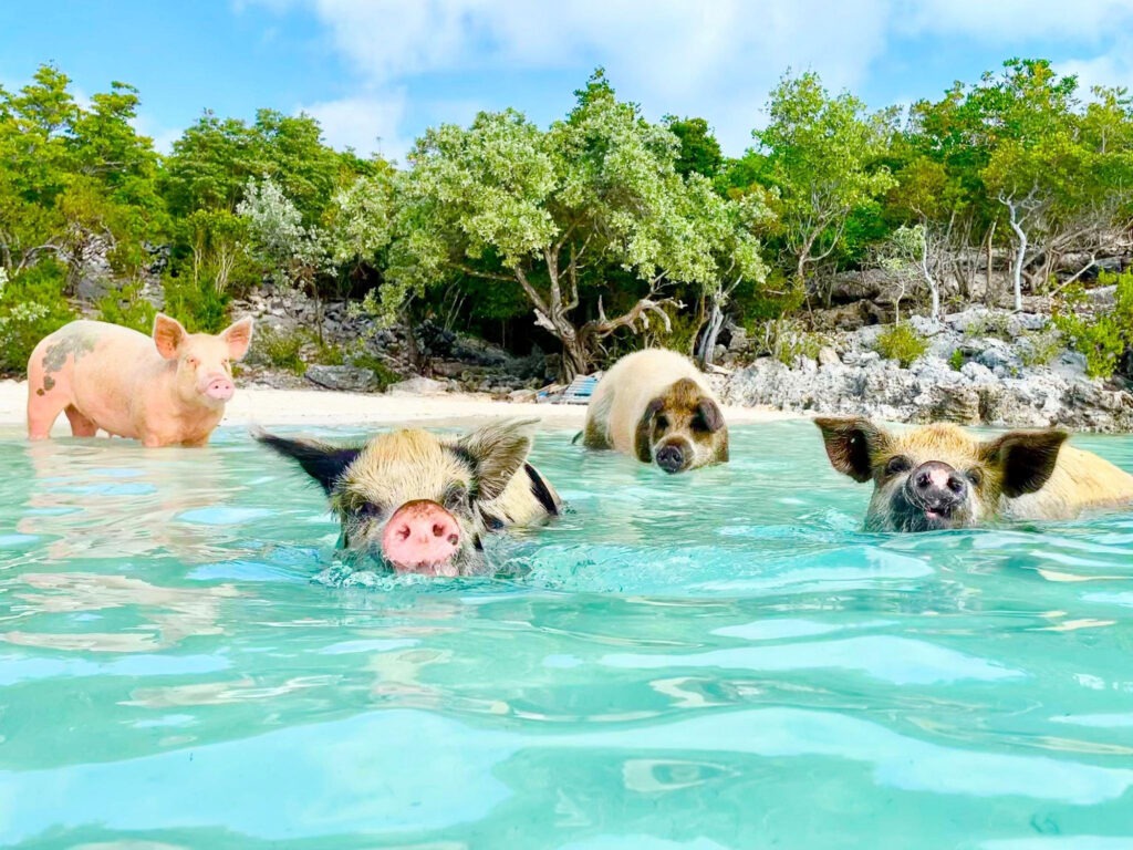 Swimming pigs in turquoise water at Rose Island Bahamas