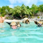 Swimming pigs in turquoise water at Rose Island Bahamas