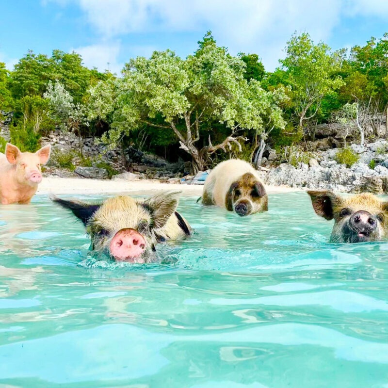 Swimming pigs in turquoise water at Rose Island Bahamas